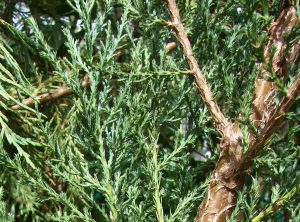 Juniperus_virginiana