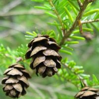  SLK Aroma - Fraser FIR Aroma Oil for Diffusers - The Fresh  Smell of Christmas Trees and The Holidays - Niche Blend of Siberian Fir,  Himalayan Cedar, Essential Oils - Great