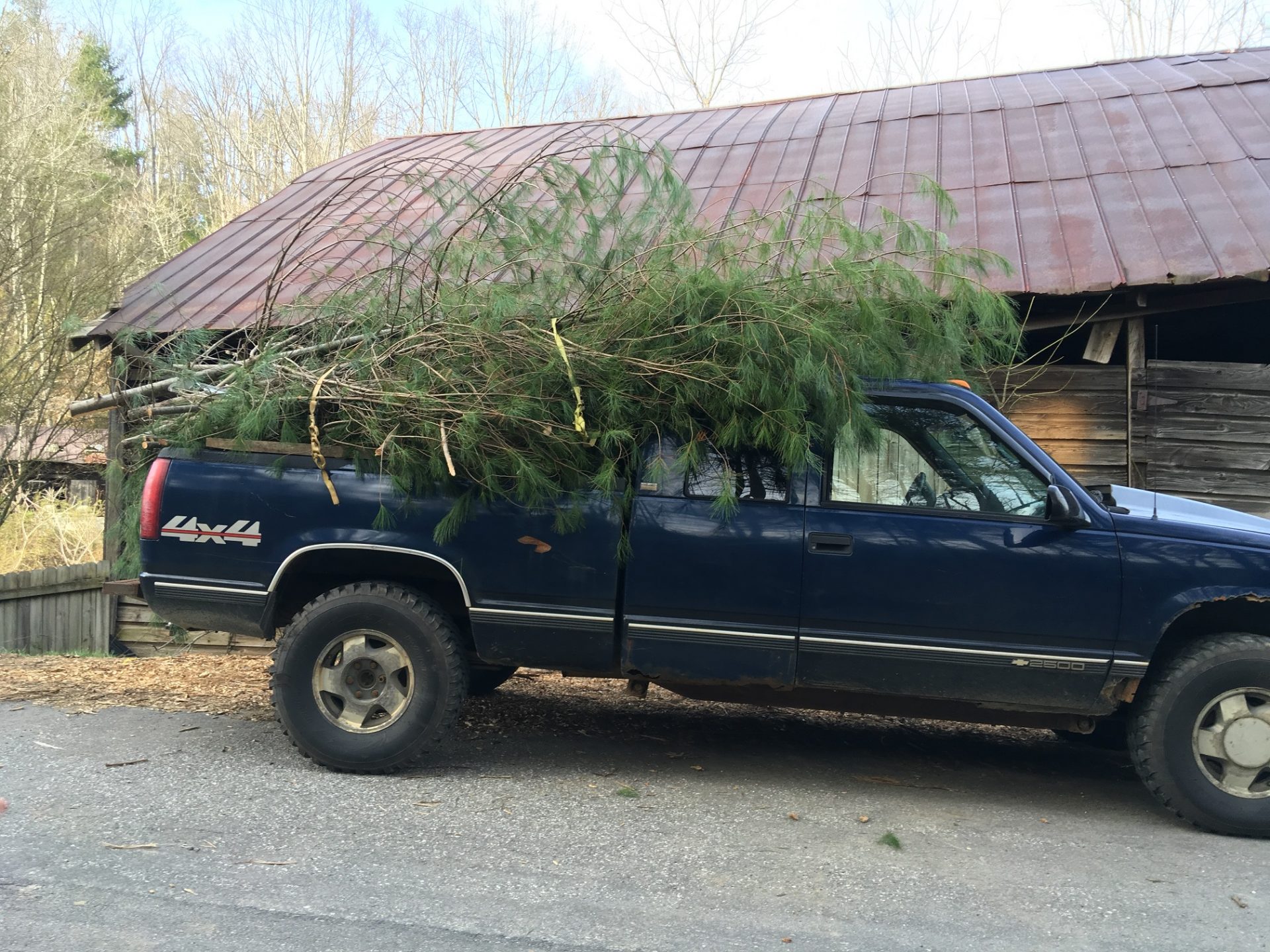 White Pine Essential Oil Blue Ridge Aromatics Handcrafted Essential