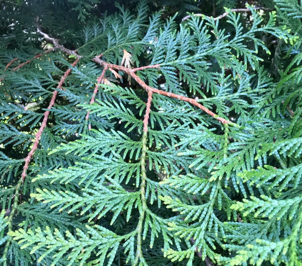 White Cedar (Leaf) Essential Oil Blue Ridge Aromatics Handcrafted