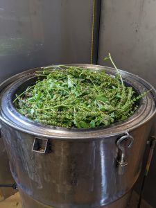 Holy Basil in the still