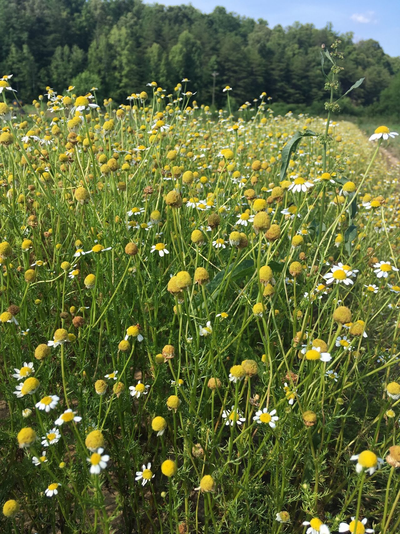 German Chamomile Essential Oil Blue Ridge Aromatics Handcrafted